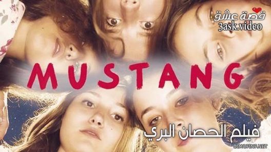 فيلم الحصان البري مترجم